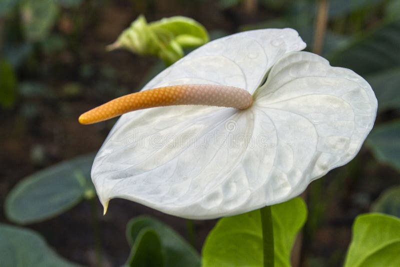 Beautiful white anthurium, white Laceleaf flower