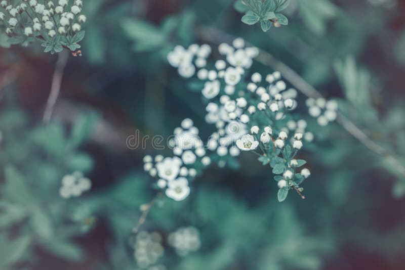 Beautiful white apple flowers buds on tree branch