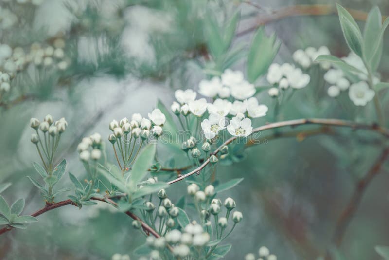 Beautiful white apple flowers buds on tree branches