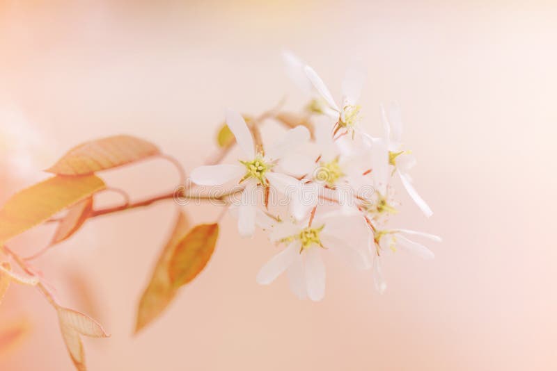 Beautiful white apple flowers buds on tree branches