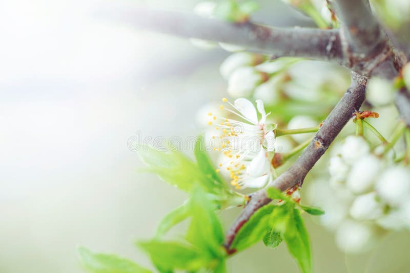 Beautiful white apple flowers buds on tree branches