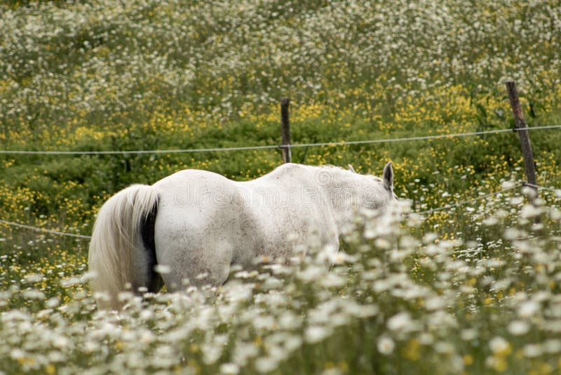 Beautiful white arabian horse grazing in a field full of daisies. Spring concept. Farm life royalty free stock image Beautiful white arabian horse grazing in a field full of daisies. Spring concept. Farm life royalty free stock image