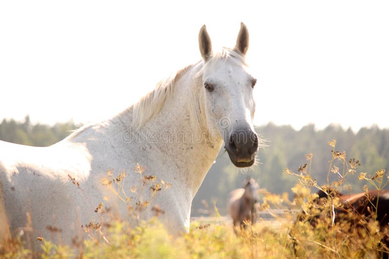 Beautiful white arabian horse portrait in rural area