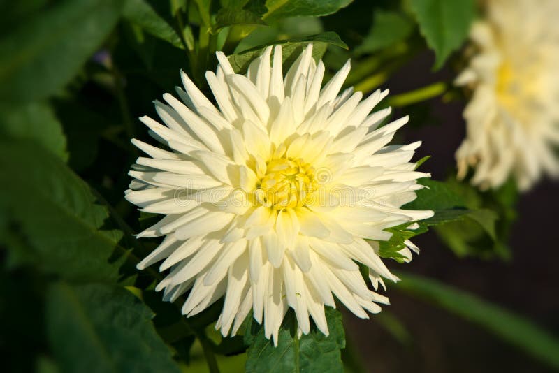 Beautiful white aster blooms in the garden at the end of summer. Close-up.