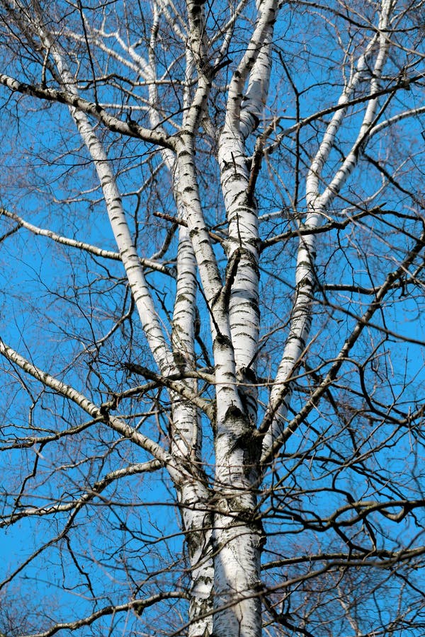 Beautiful White Birch Tree Stock Image Image Of Branch 63467999