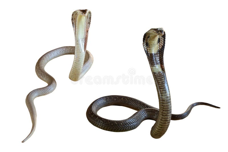 The Beautiful white and black Cobra snake on white background have path