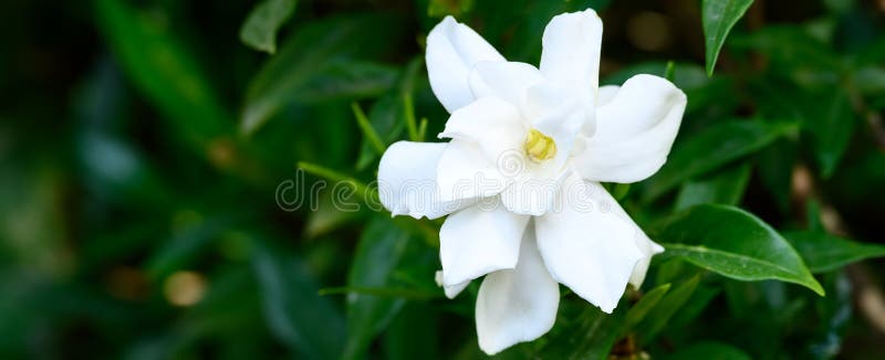 Beautiful white bloom of a fragrant Hardy Gardenia blooming in a summer garden