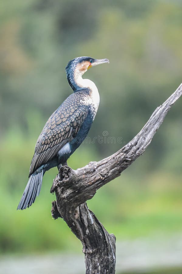 Beautiful white breasted cape cormorant drying it`s wings in lake panic Kruger South Africa