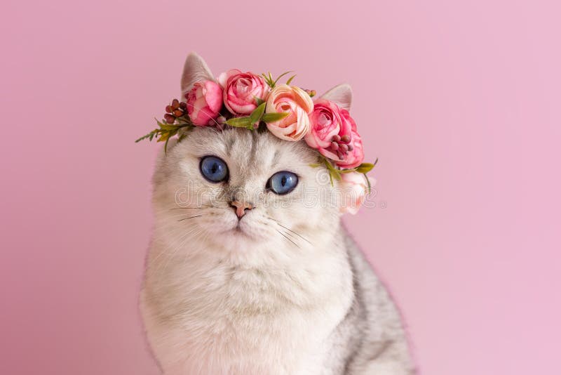 Mèo Anh là một trong những giống mèo được yêu thích nhất trên thế giới, với bộ lông ngắn và đôi mắt to tròn đáng yêu. Hãy cùng xem ảnh liên quan đến \