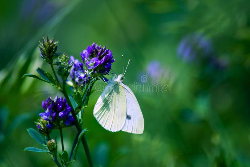 Beautiful white butterfly stock image. Image of feathery 2951035