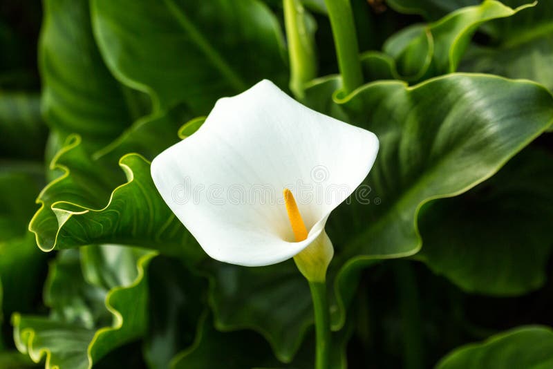 Beautiful white calla lily stock photo. Image of grow - 82913630