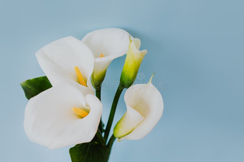Beautiful White Calla Lily Flowers on a Light Blue Background Stock