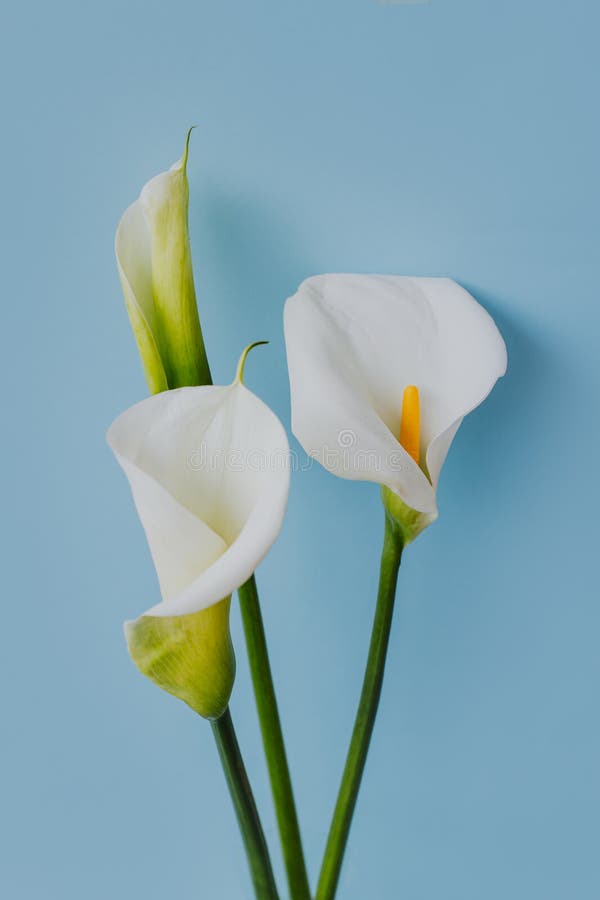 Beautiful White Calla Lily Flowers on a Light Blue Background Stock