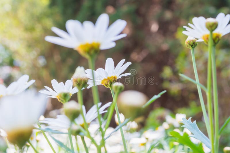 Beautiful white camomiles daisy flowers field on meadow