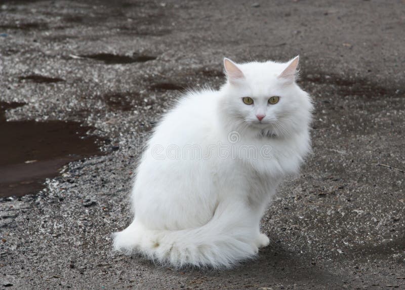 Beautiful white cat