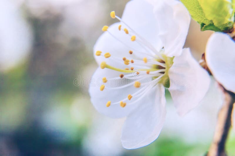 Beautiful white cherry blossom sakura flowers macro close up in spring time. Nature background with flowering cherry tree.