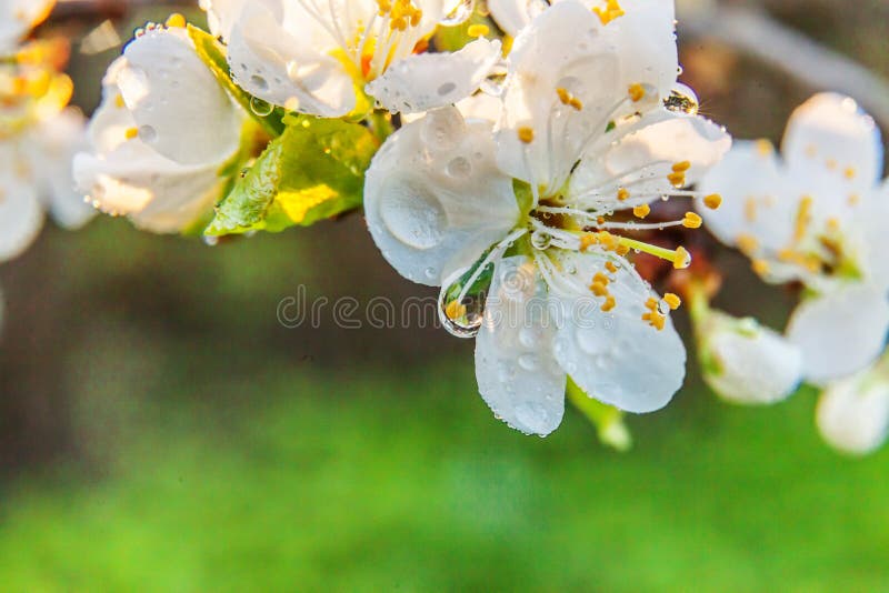 Beautiful white cherry blossom sakura flowers macro close up in spring time. Nature background with flowering cherry tree.