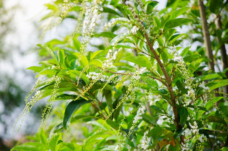 Beautiful white Citharexylum Spinosum flower on its branches in a spring season at a botanical garden. stock photography Beautiful white Citharexylum Spinosum flower on its branches in a spring season at a botanical garden. stock photography