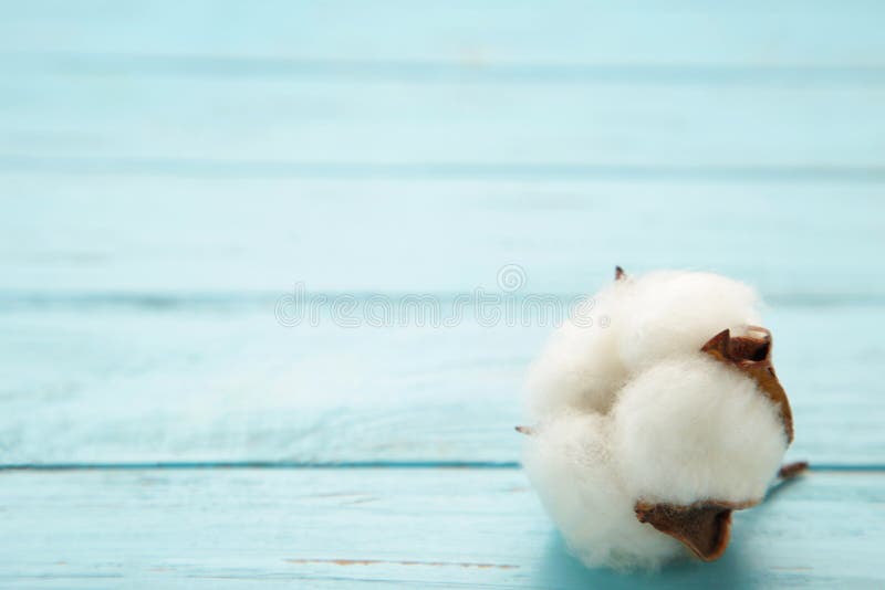 Beautiful White Cotton Flower on Blue Background Stock Image Image of composition, color