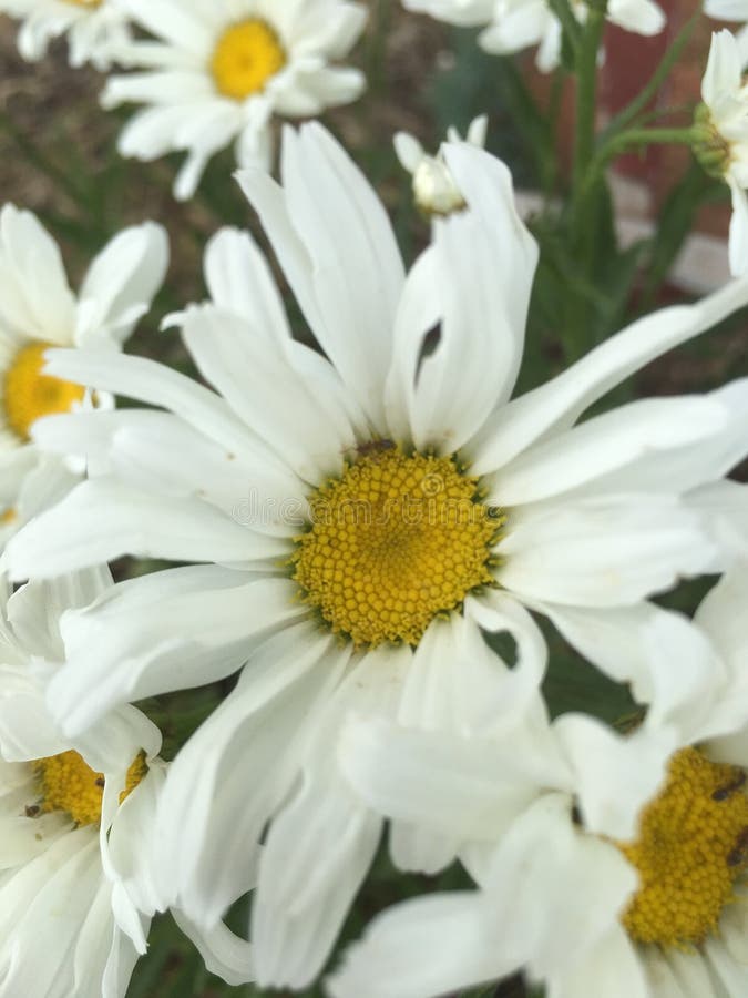 Shasta Daisies stock photo. Image of daisies, white, blooming 99464762