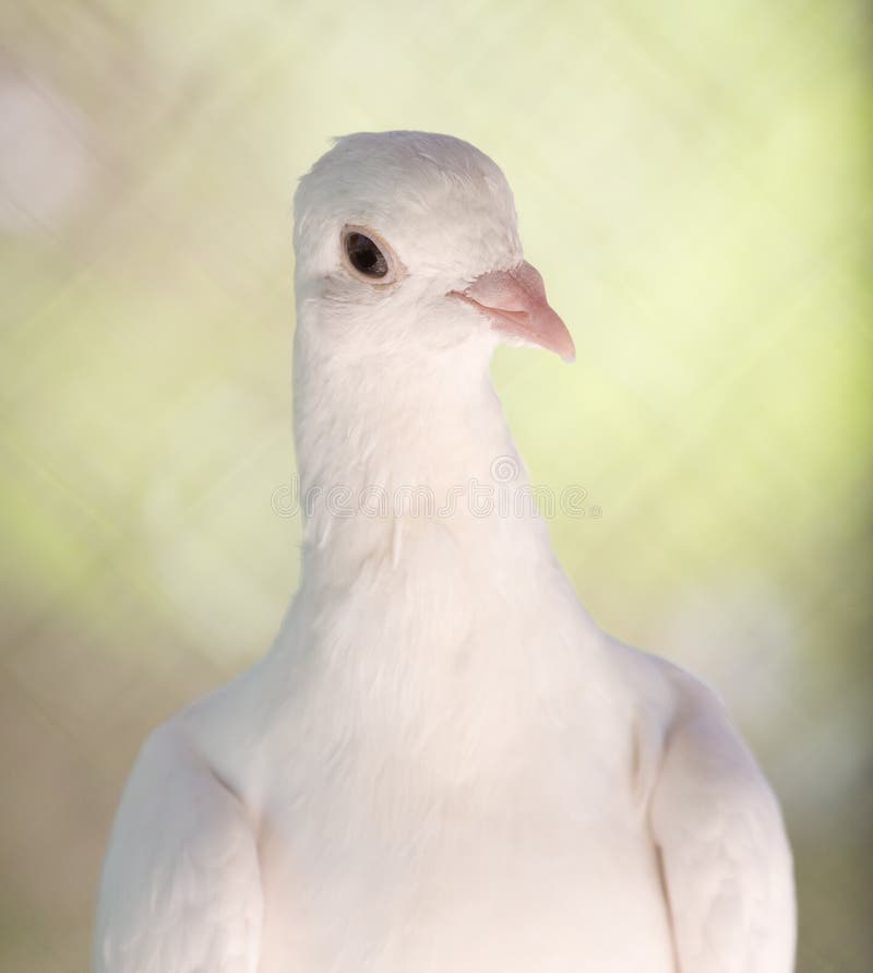 Beautiful White Dove in Nature Stock Image Image of background, peace