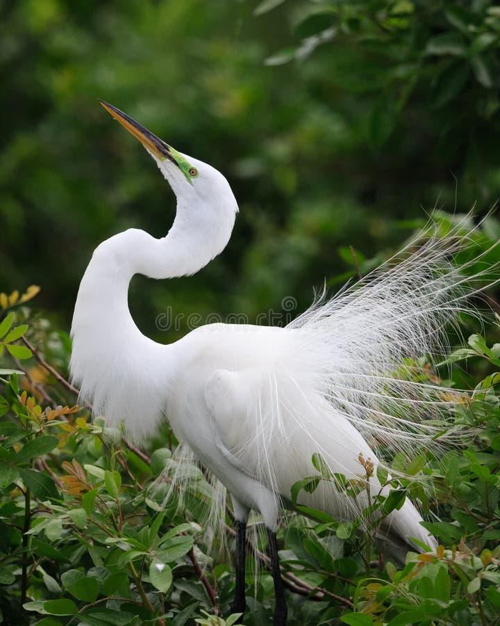 Beautiful white egret in spring breeding plumage