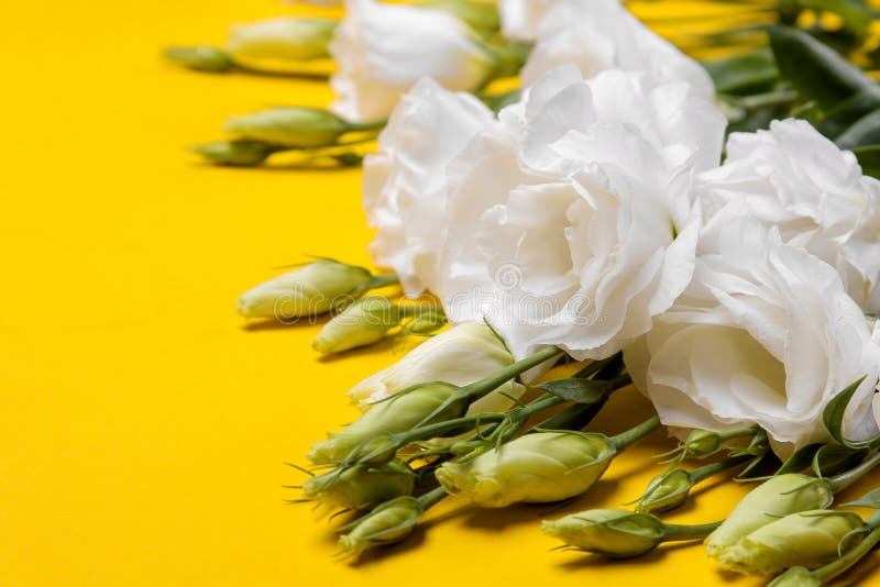 Beautiful white flowers eustoma on a bright yellow background royalty free stock photography