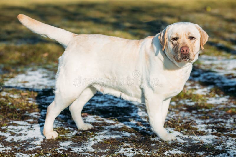 Beautiful White Female Labrador Retriever Lab Dog Staying ...