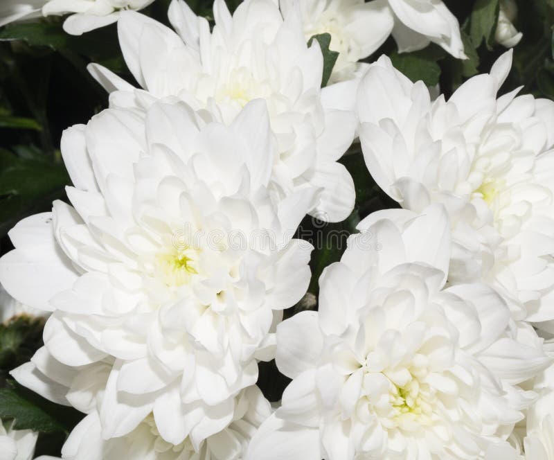 Beautiful white flower royalty free stock photo Beautiful white flower royalty free stock photo