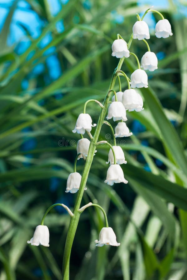 Beautiful White Flower Bells Stock Photo Image of concept, green