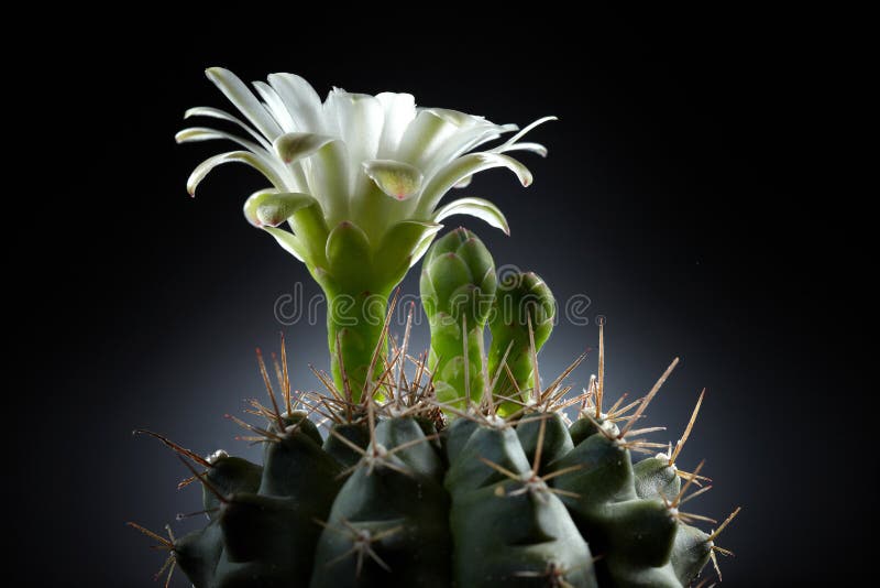 Beautiful white flower from cactus