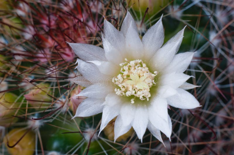 Beautiful white flower cactus royalty free stock photos Beautiful white flower cactus royalty free stock photos