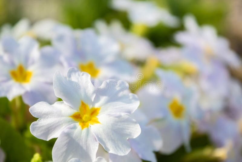 Beautiful White Flower. Flower with a Yellow Middle Stock Photo Image
