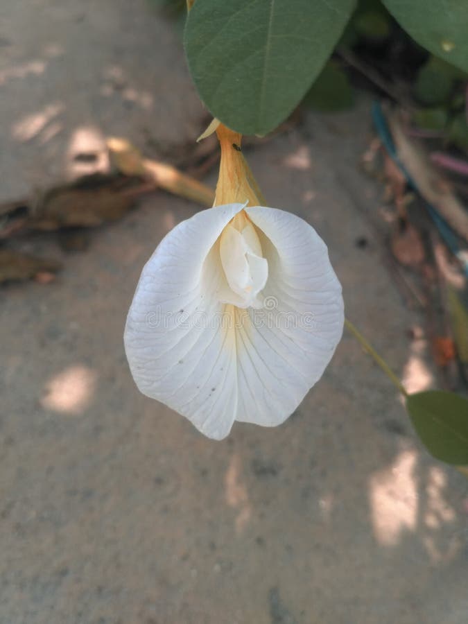 A Beautiful White Flower Hanging in the Plant Stock Image Image of