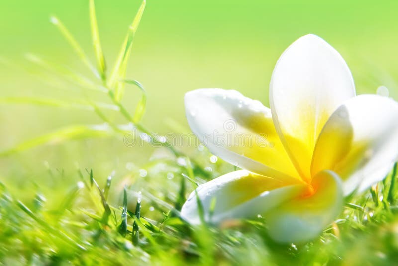 Beautiful white flowers on a background of green grass in drops of water. Blurred background.