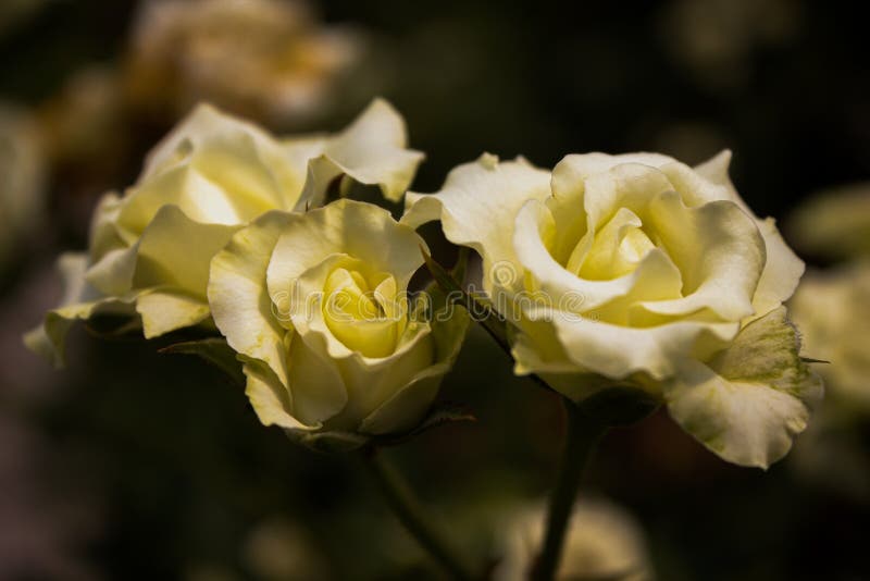 Beautiful White Flowers in Dark Background Stock Image Image of