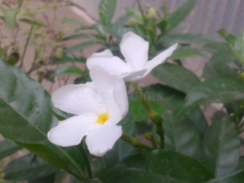 Beautiful White Flowers with Green Leaf Stock Photo Image of white