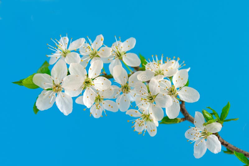 Beautiful White Flowers on a Plant Stock Photo Image of happy