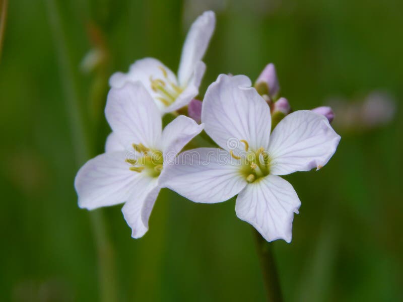 Beautiful White Flowers on Plants Stock Photo Image of nature, herb