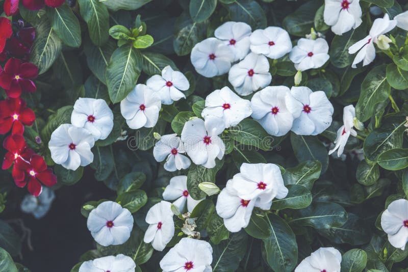 Beautiful White Flowers with Red Dots in the Park Stock Photo Image
