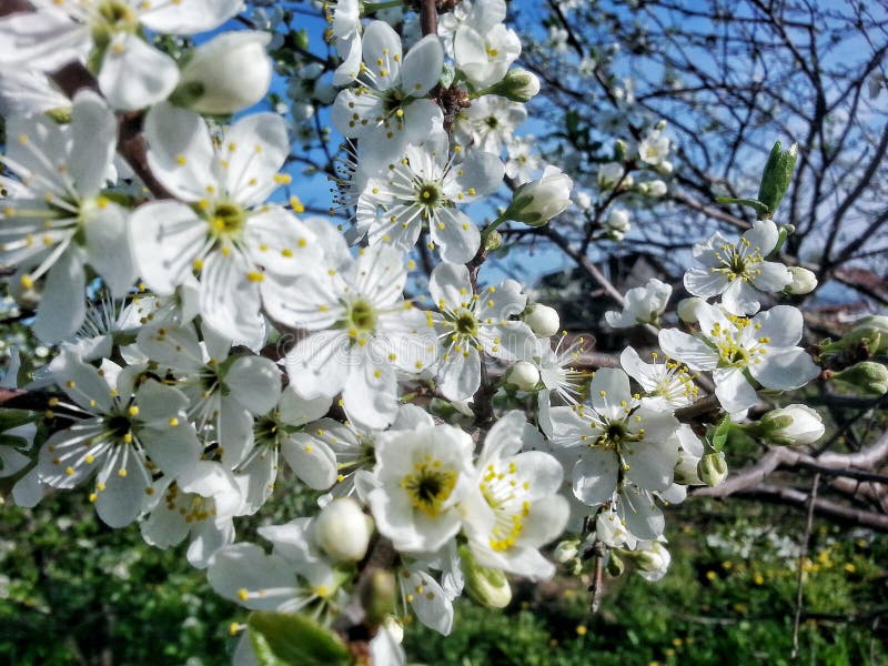 Beautiful white flowers stock image. Image of summer 93633577
