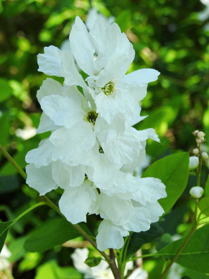 White Blooms in Spring, Lithuania Stock Image Image of nice, leaf