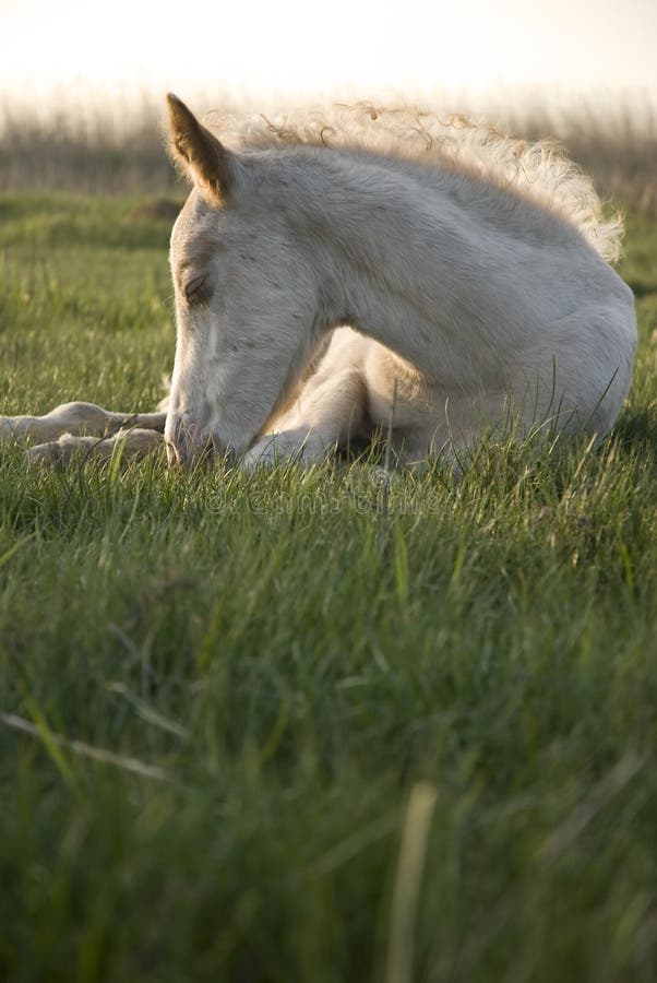 Beautiful white foal