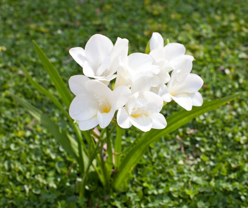 Beautiful white freesia stock image. Image of blooms - 37720971