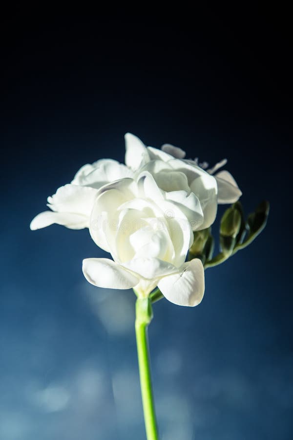 A Beautiful White Freesia on a Dark Background Stock Image Image of