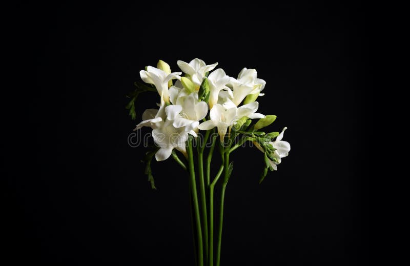 White Freesia Flowers on Black Background Stock Photo Image of