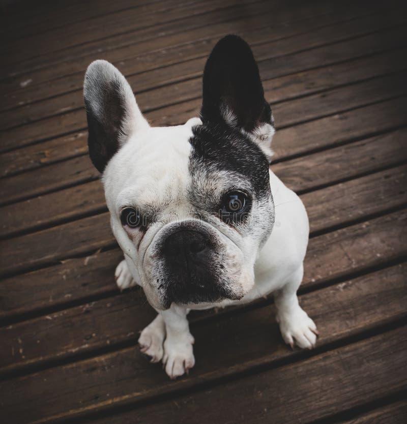 Beautiful White French Bulldog in the Park Stock Image - Image of ...