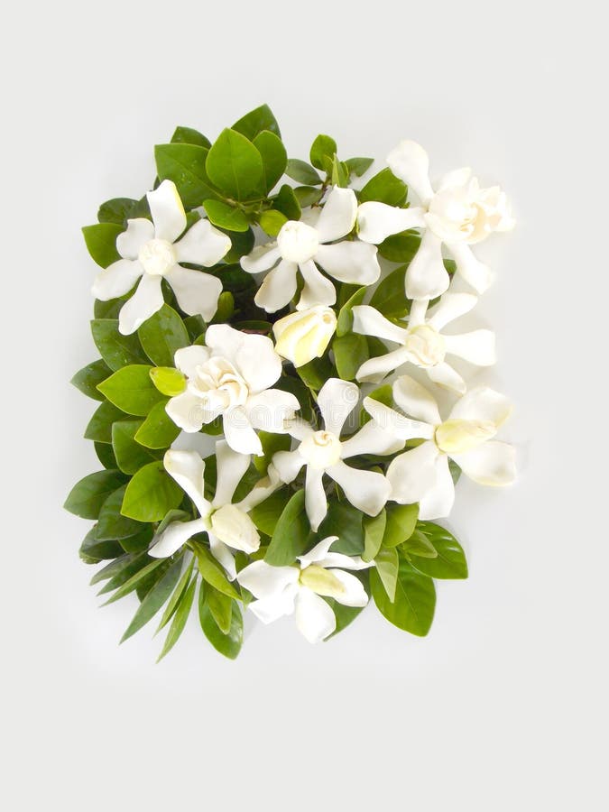 Beautiful White Gardenia Flower Stock Image Image of gardenia