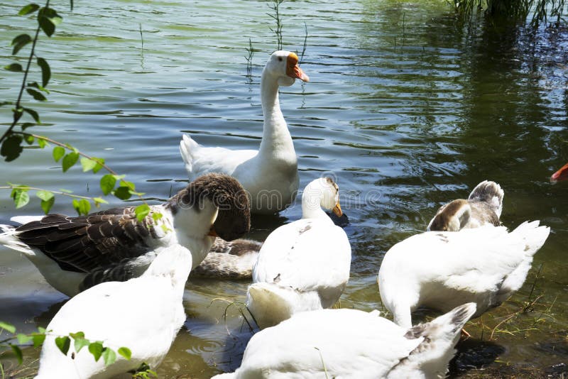 Beautiful White Geese and Ducks Graze and Walk on the Lake Shore Stock Image Image of
