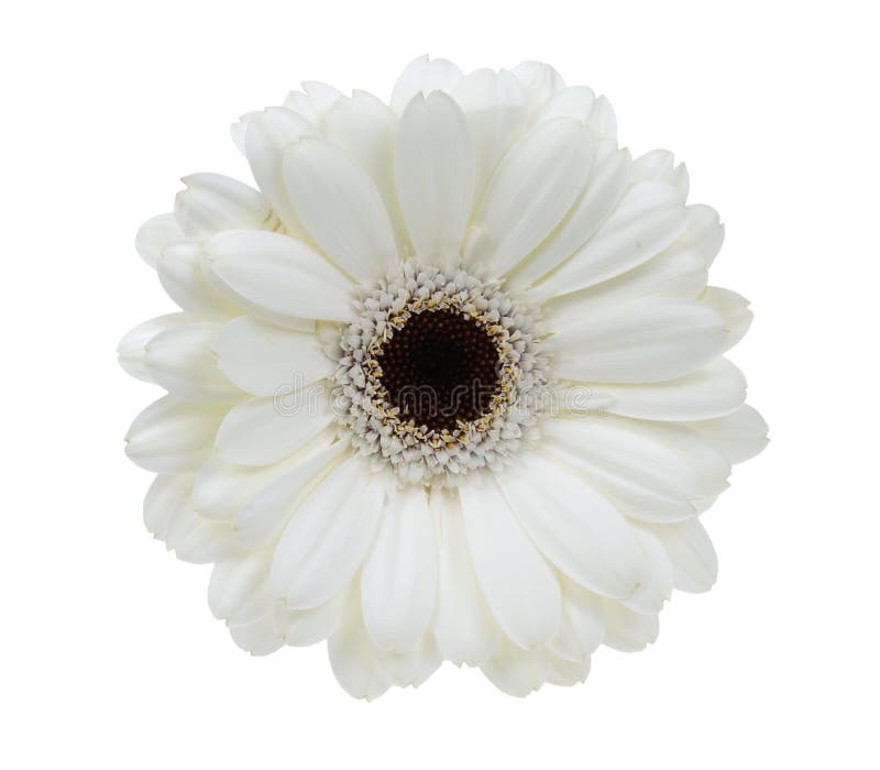 White Gerbera Daisy 1 stock photo. Image of southern 55517236